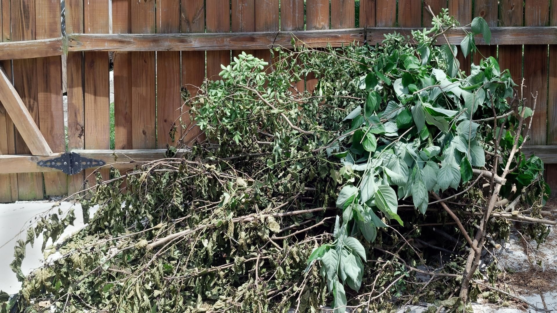 Moving pile of green and brown tree branches near wooden fence