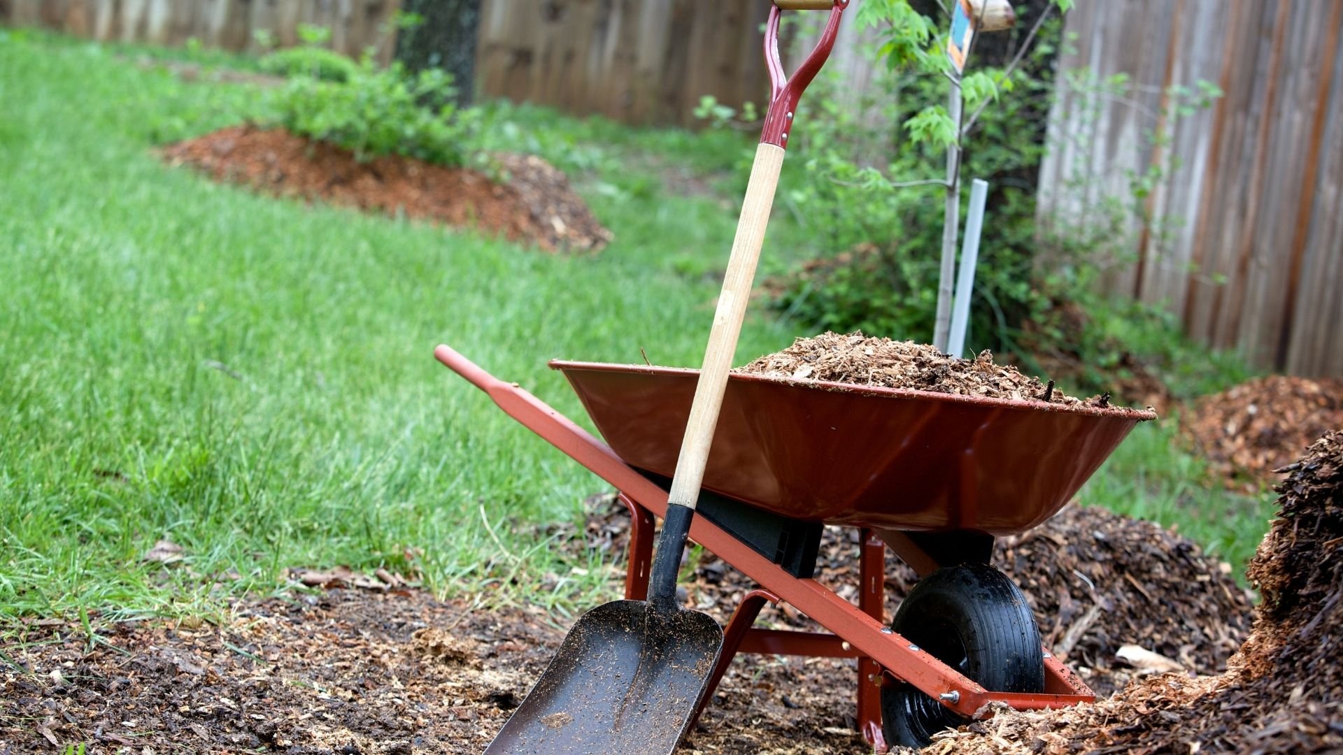Moving mulch with wheelbarrow and shovel in backyard garden